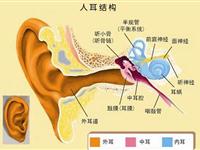 为什么耳朵能听到声音？