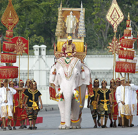 泰国国宝——大象
